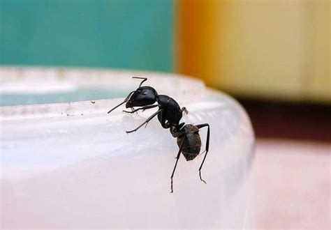 東南西北商品 家裡 螞蟻很多